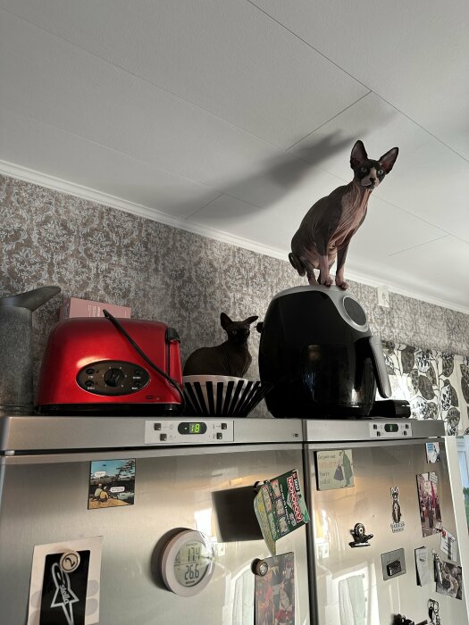 Två Sphynx-katter sitter på köksapparater i ett modernt kök med tapetväggar.