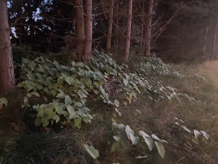 Mörk skogsscen med gröna bladväxter i förgrunden och tallar i bakgrunden vid skymning.