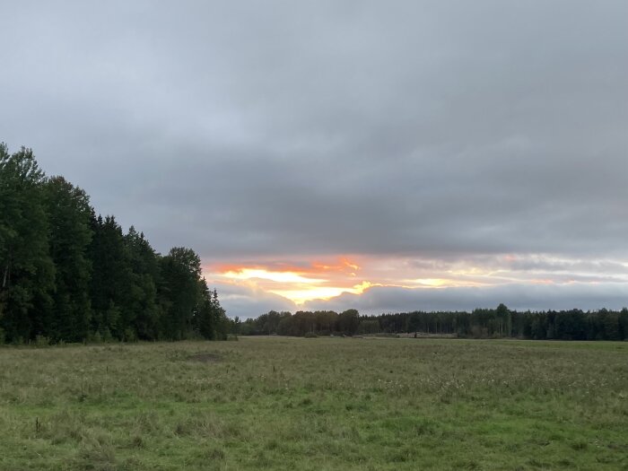 Solnedgång bakom molnen över en öppen äng med skog i bakgrunden.