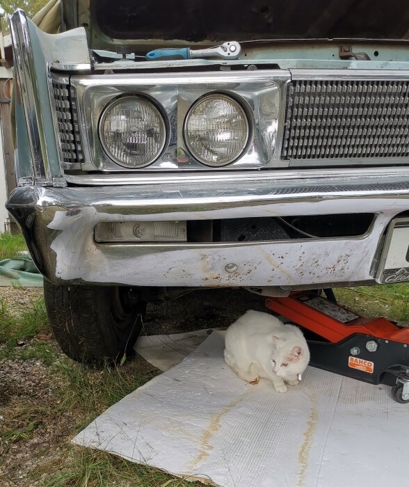 Klassisk bil med öppen huva, vit katt under, domkraft, rost och skador på stötfångaren.