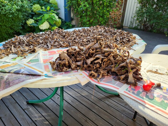 Torkade svampar spridda på tidningar ovanpå ett bord utomhus, troligen för lufttorkning.