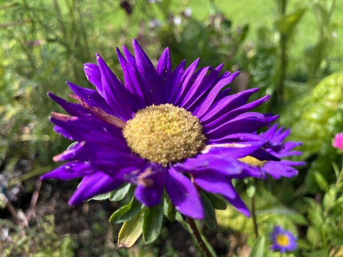 Närbild av lila blomma med gul mitt och suddig grönska i bakgrunden.