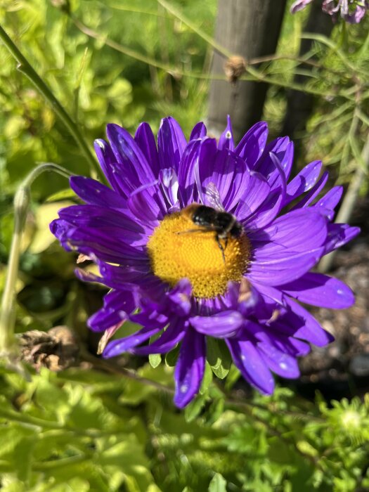 En lila blomma med gult centrum och en bi som samlar pollen, i solljus.