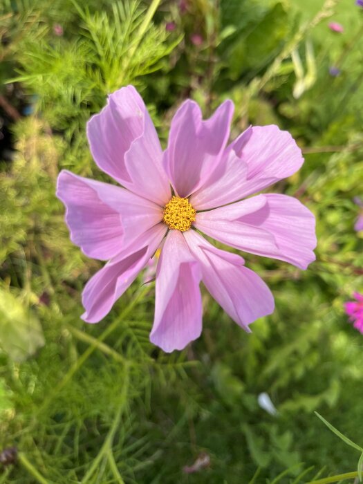 Närbild av ljusrosa blomma med gula mitten, gröna blad i bakgrunden, naturlig dagsljus.