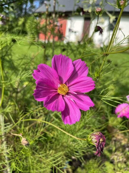 Rosa blomma i förgrunden, grönt gräs, suddig bakgrund med rödvit stuga.