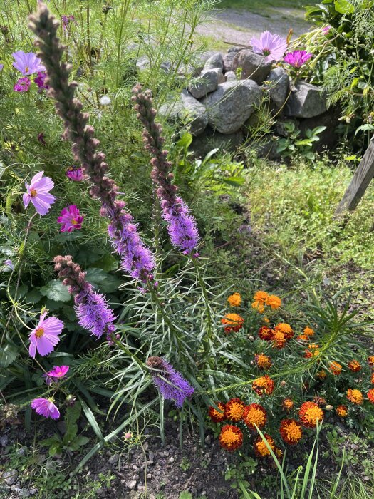 Blomstrande trädgårdsrabatt med lila, rosa, och orange blommor, grönt bladverk, stenmur i bakgrunden.