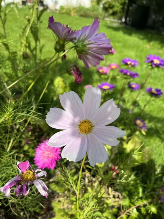 Trädgård med ljusrosa och lila blomster, grön bakgrund, solljus, naturligt, friskt.