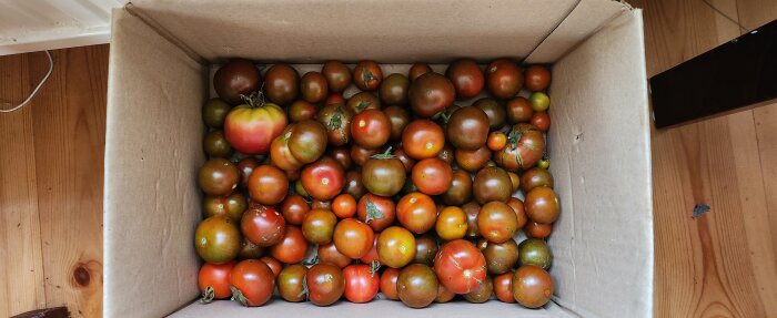 En låda full med mogen, varierande färgade tomater på ett trägolv.