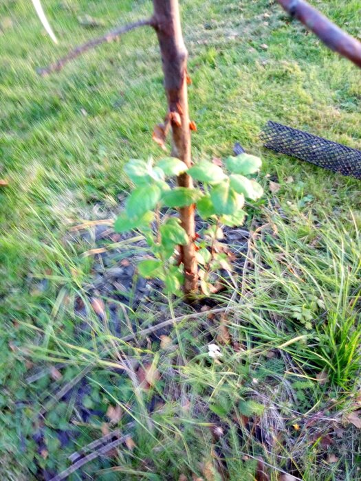 Ungt träd med gröna blad, skyddat av stödpinne, otydlig på grund av rörelseoskärpa, i gräsmark.