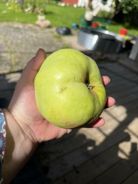 Hand håller ett stort grönt äpple med en suddig trädgård i bakgrunden.