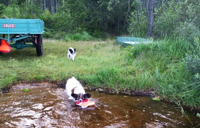 Två hundar leker vid vatten, en bär leksak, grönt gräs, skog, vagn, kanot ovanpå gräset.