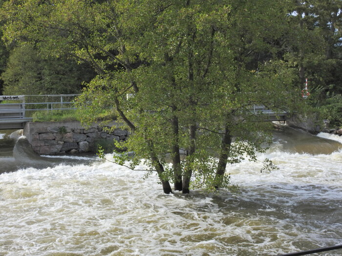 Träd i forsande flodvatten nära stenbro, naturkraft, grönska, svallande vatten, brodel, dagtid.