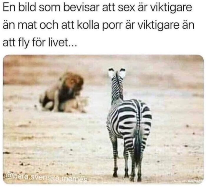 Ett lejon vilar medan en zebra står bredvid, bildtext på svenska, humoristiskt budskap.