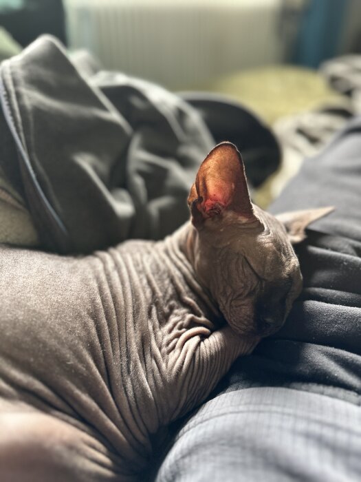 En naken Sphynx-katt vilar på en filt, sedd i närbild.