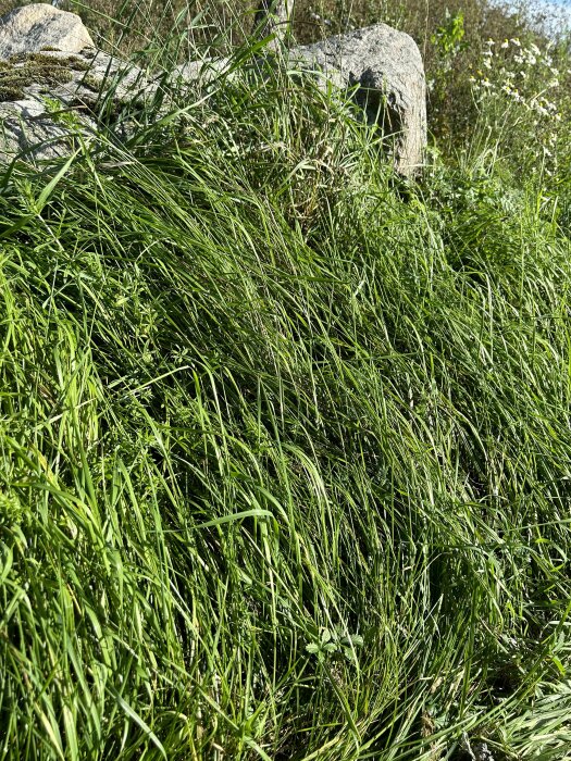 Grönt gräs, stenar, vilt tillstånd, dagsljus, vår eller sommar, naturligt ljus, friluftsmiljö, ingen människa synlig.