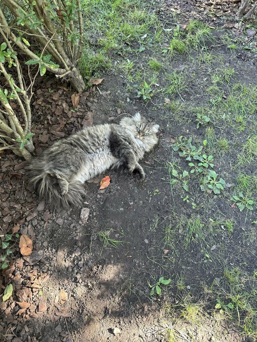 En liggande långhårig katt på skogsmark, bland gröna växter och småstenar.