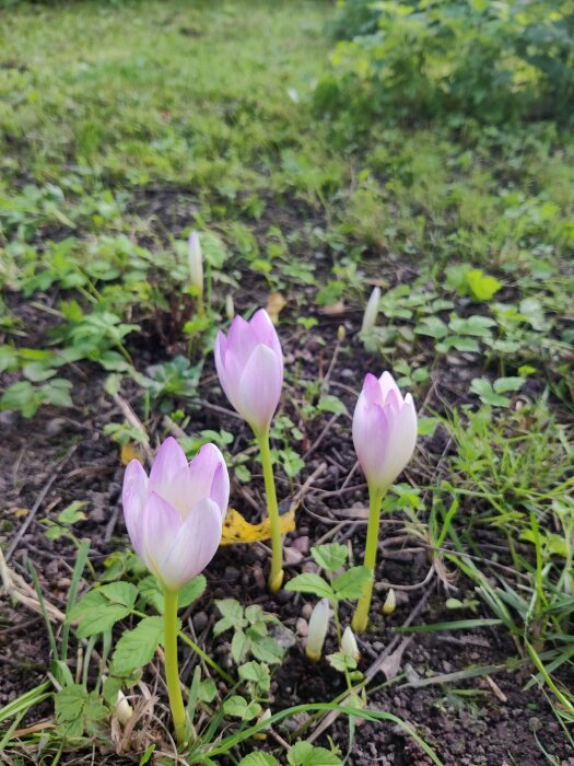 Lila blommande krokus i gräs, vårtecken, färgglada, gröna löv, naturen vaknar.