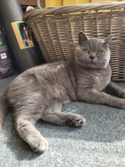 Grå katt med gula ögon ligger avslappnad vid en korg och en flaska.