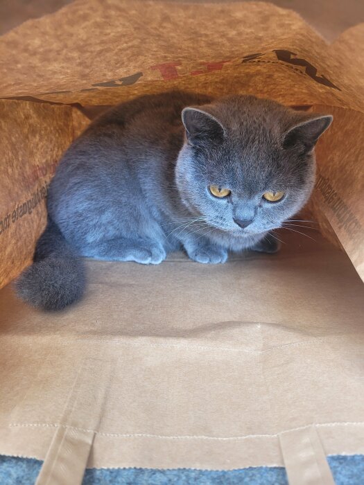 Grå katt med gula ögon gömmer sig under brun papperspåse på textilunderlag.