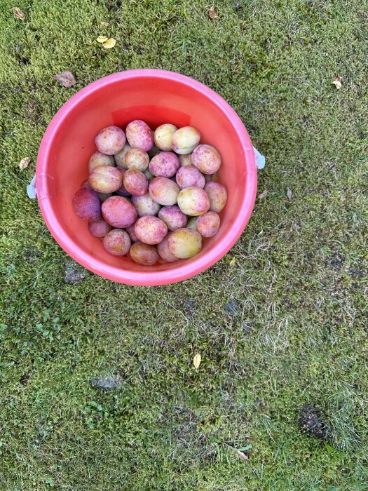 Röd hink med plommon på mossa-belagd mark. Fokus på skörden. Natur, trädgård, höst.