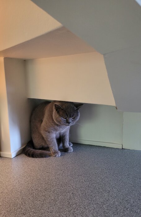 Grå katt sitter under snedtak i hörn, blickar nedåt, neutralt inredd inomhusmiljö.