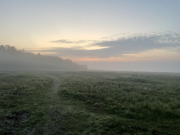 Dimmig morgon, stig genom fält, skogssiluett, gryningens ljus, lugn, fridfull natur.