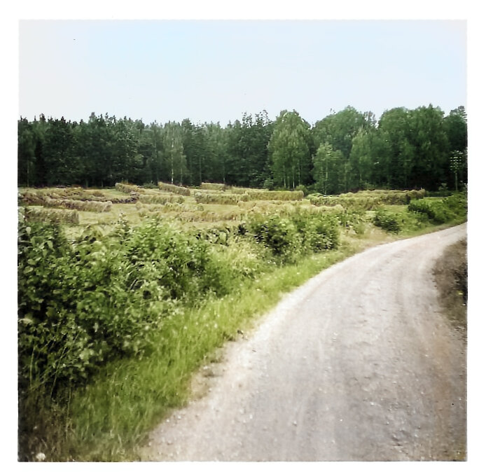 Lantlig väg kantad av grönska, fält i bakgrunden, träd, blå himmel, lugnt och fridfullt.