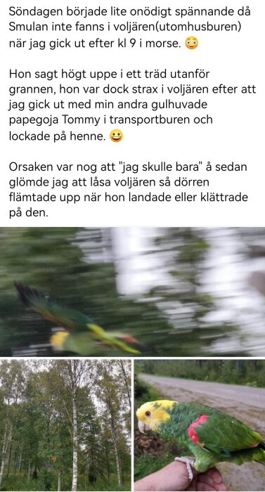 Flygande papegoja, sitter på hand, text om rymd fågel återfunnen. Oskarpt men glädjefyllt.