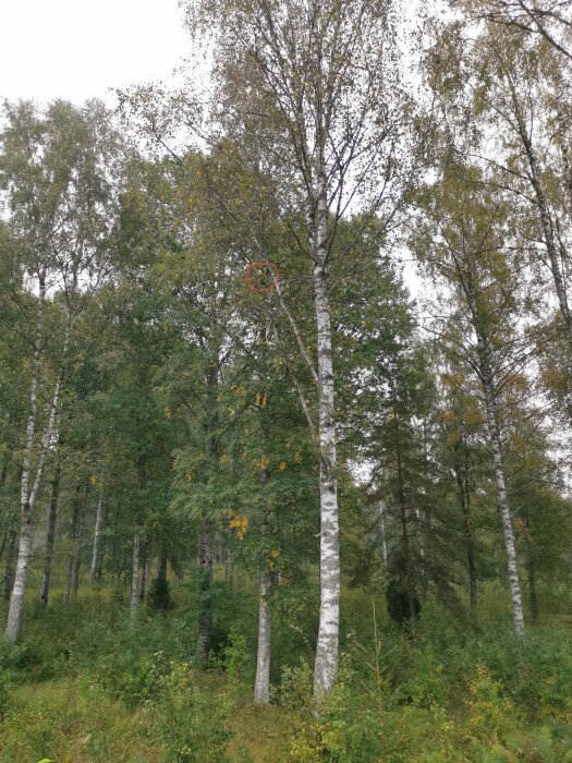 Björkskog, grå himmel, början till höst med några gula löv, markerad detalj i trädet.