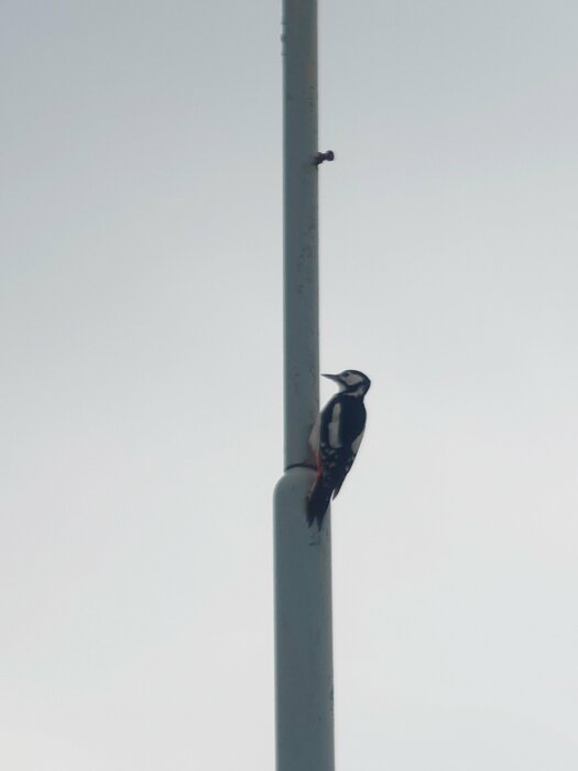 Hackspett på ljusstolpe mot blek himmel.