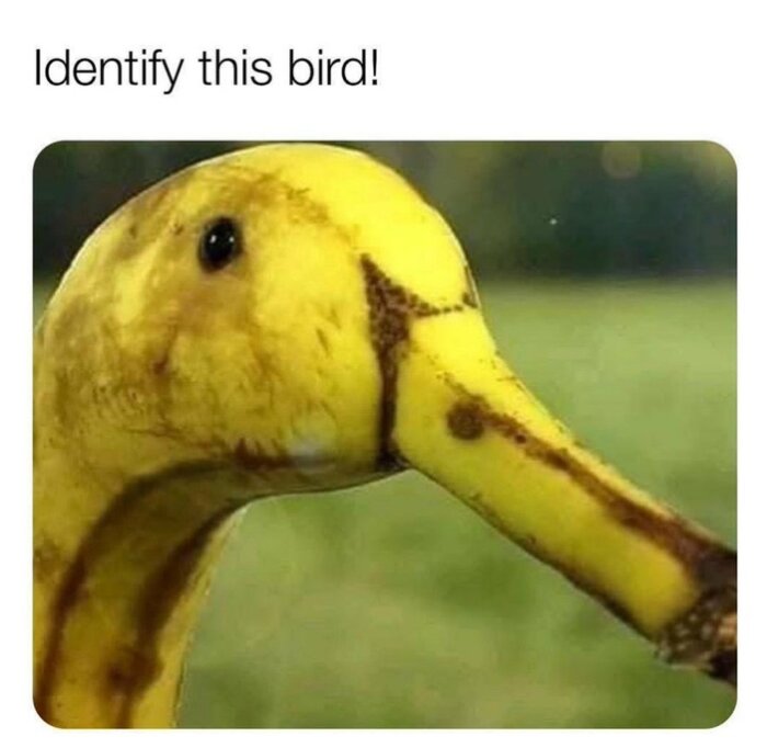 Bananskalyx ser ut som en fågels näbb, visuell illusion, humoristisk text: "Identifiera denna fågel!"