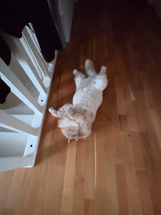 Katt ligger upp och ner på ett trägolv inne, ser avslappnad och bekväm ut.