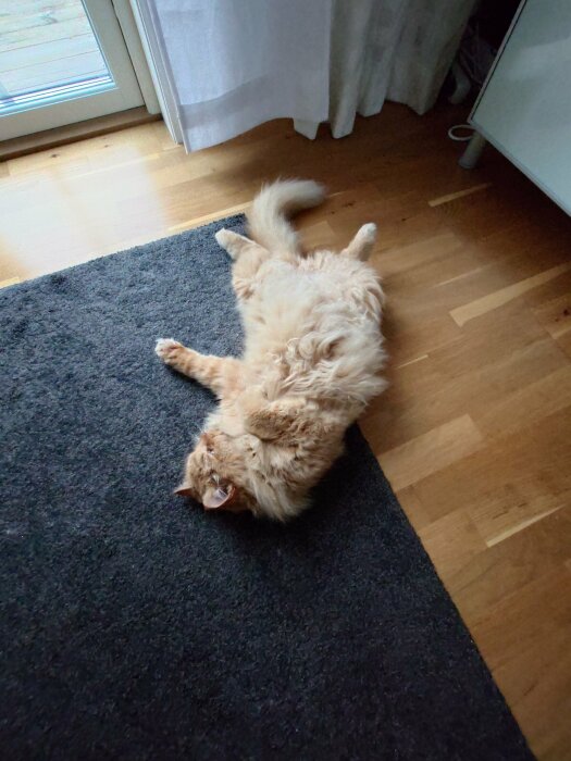 Röd långhårig katt ligger upp och ner på en mörk matta bredvid ett ljust rum.