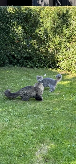 Två lurviga katter på en gräsmatta, den ena ser direkt in i kameran.