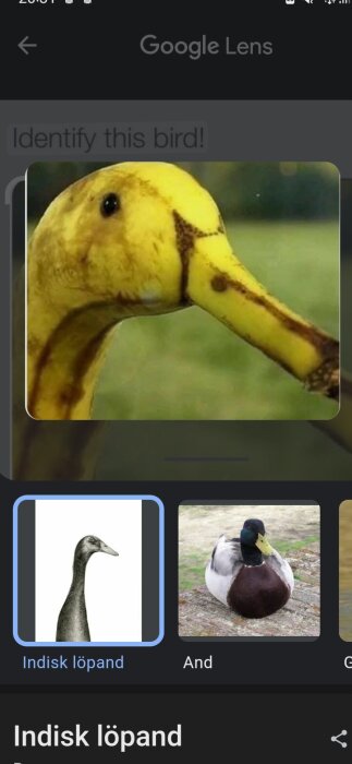 En mobilskärm visar Google Lens-app som missidentifierar en banan som en fågel.