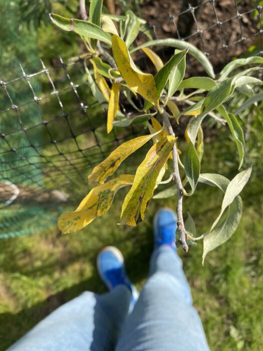 Plant med gula och gröna blad nära kameran, blåa skor och jeans nedanför, trädgård i bakgrunden.