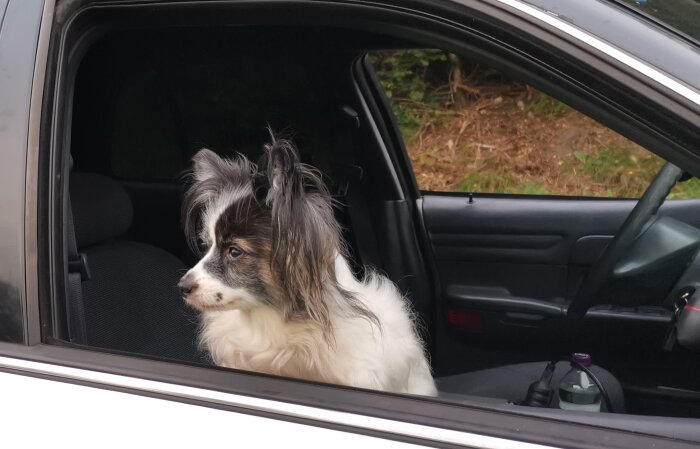 Hund sitter i bil, tittar ut genom ett öppet fönster, naturlig bakgrund, fluffig päls, uppmärksam blick.