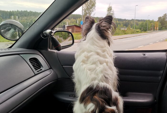 Hund i bil tittar ut genom framrutan, ser nyfiket på vägen, dagtid, parkerad bredvid en väg.