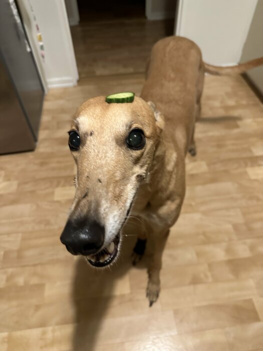 Brun hund med skalkad gurkbit på huvudet ser upp, ser glad och förväntansfull ut, inomhus.