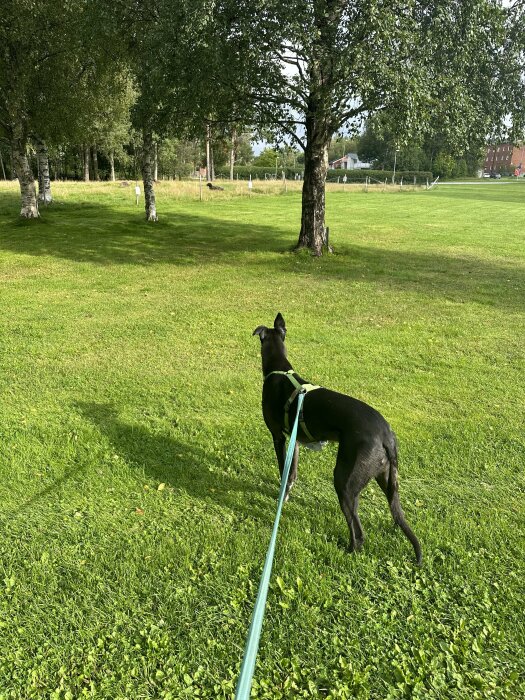 Svart hund i koppel utforskar grönt parkområde med träd och gräs.