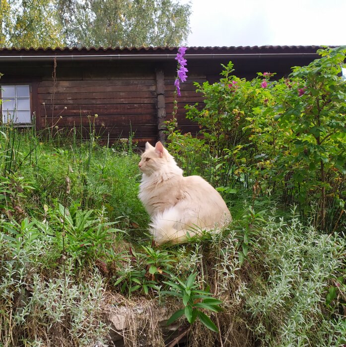 Fluffig beige katt sitter utomhus, grönska, trästuga, blommor, lugn, landlig scene.