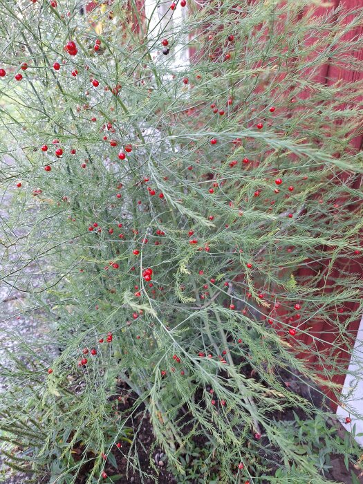 Grönt buskage med små röda bär mot tegelvägg. Ljus, natur, utomhus, flora, ingen person synlig.