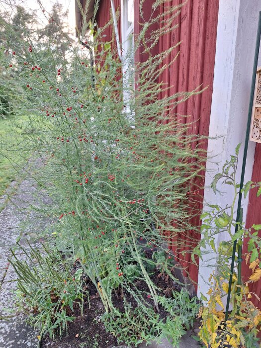 Asparagus planta med röda bär bredvid röd trävägg och insektshotell, överväxt trädgård, dagsljus.
