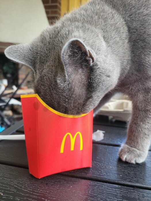 Grå katt nosar på tom röd McDonald's pommes-frites förpackning på svart underlag.