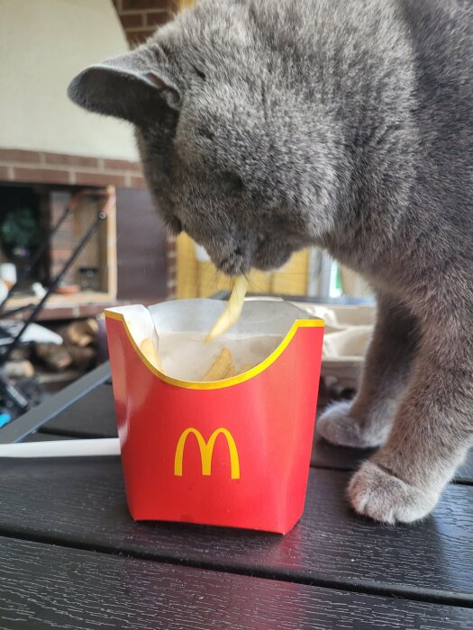 Katt nosar på McDonald's pommes frites i röd förpackning på ett bord.