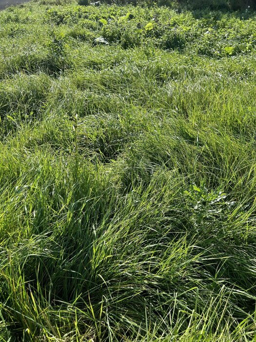 Ett grönt gräsfält med varierande vegetation, belyst av solsken.