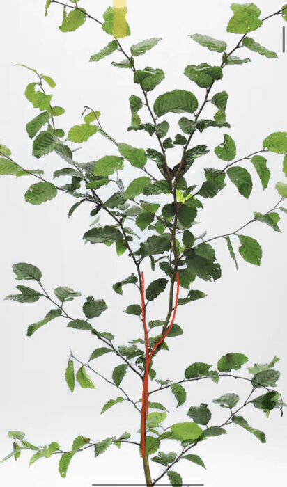 En ung trädplanta med gröna blad och rödaktig stam mot vit bakgrund.