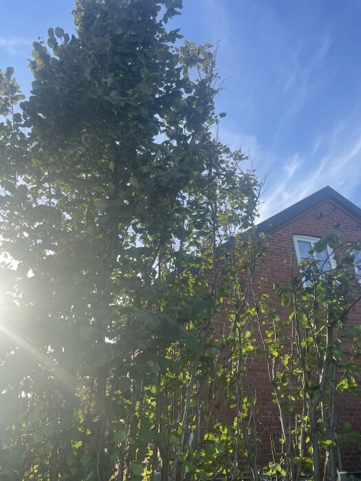 Träd framför tegelhus, solens strålar, blå himmel, lugn dag.