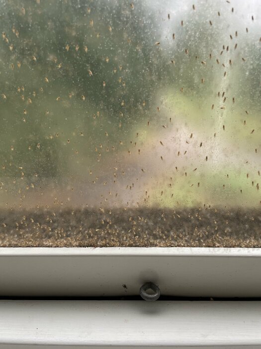 Smutsigt fönster med många små insekter, dagg och grönska synlig utomhus.