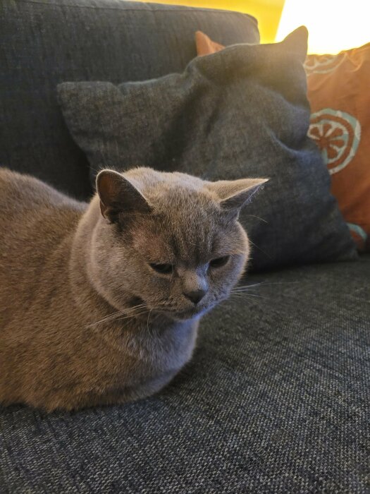 En grå katt sitter på en soffa med blå kuddar i bakgrunden.